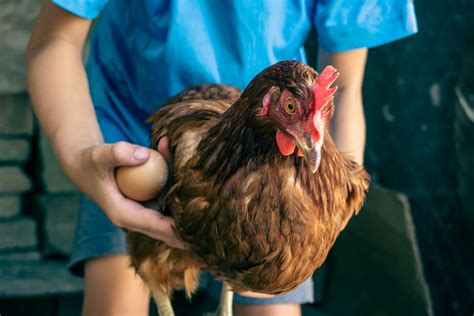 How to Pet a Chicken - Farmhouse Guide