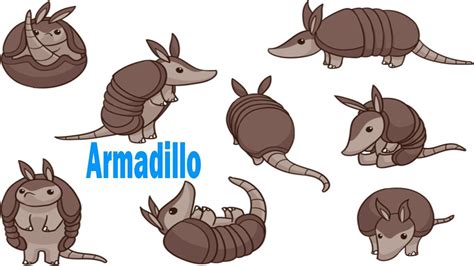 How To Draw An Armadillo Step By Step