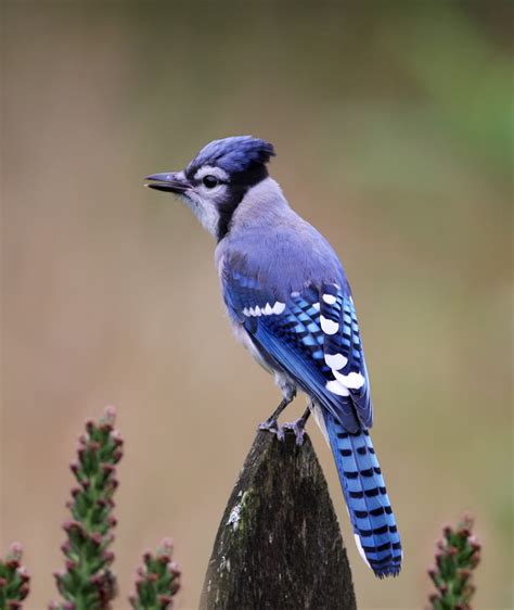 The Blue Jay | Canadian Lovely Bird Basic Facts & Information | Beauty ...