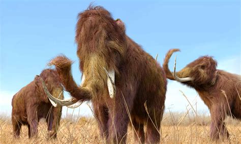 Woolly Mammoth vs Mastodon: What are the Key Differences?