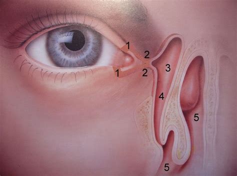 Lacrimal Disorders | +420 577 921 854 Mo to Fr 8:00 am - 1:00 pm