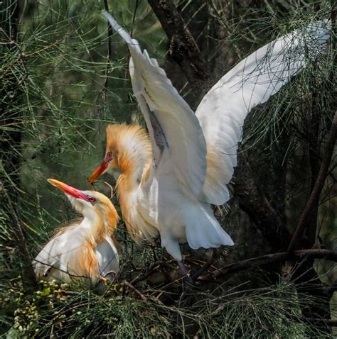 Cattle Egret Nesting - Australian Photography