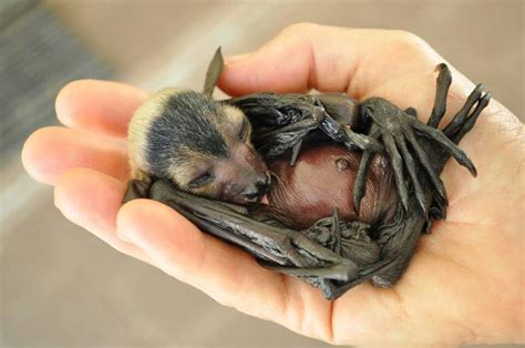 Baby Bat so sweet. More Nature Animals, Animals And Pets, Beautiful ...