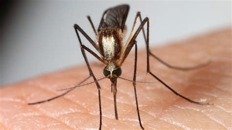 New species of mosquito invades Florida | FOX 35 Orlando