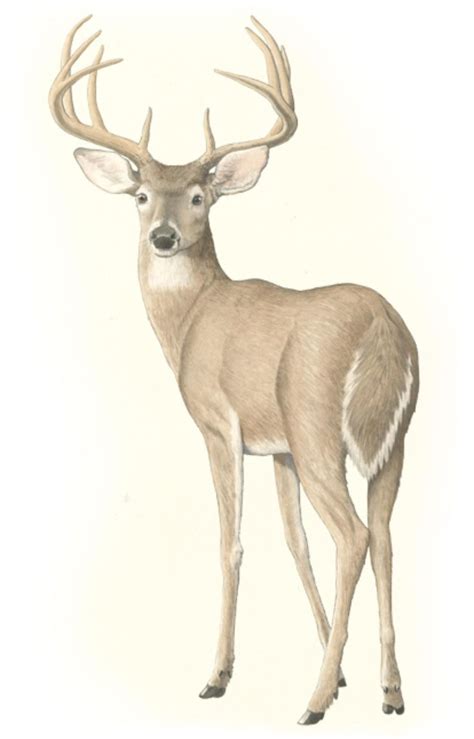 The White-Tailed Deer | Deer drawing, Deer illustration, Deer art