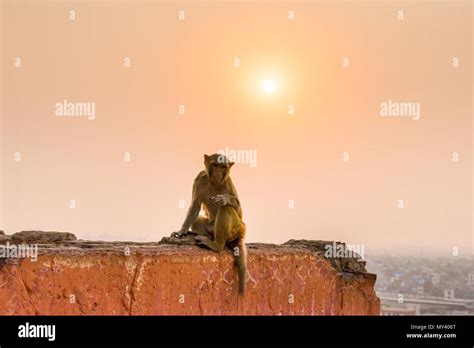 macaque monkey at Galta Ji Temple in Jaipur at sunset Stock Photo - Alamy