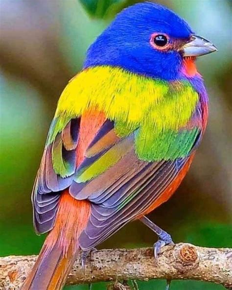 Beautiful Painted Buntings Are Colorful Birds That Perfectly Live Up To ...