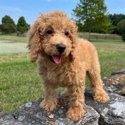 Mini & Standard Labradoodles for Sale | Gleneden Labradoodles