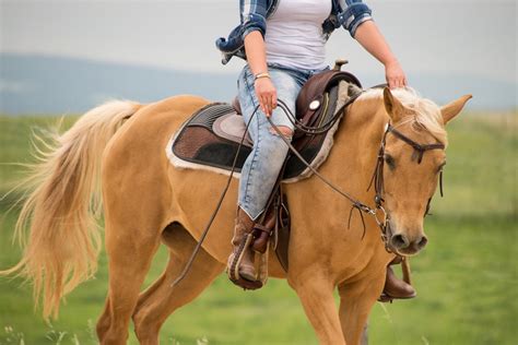 Palomino Horses: History, Fun Facts, Photos and Care - Seriously Equestrian