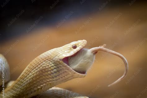 Snake Eating Live Mouse