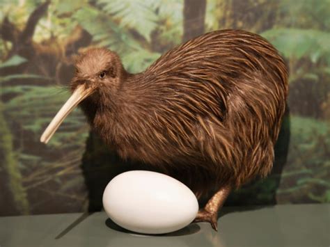 Kiwi Bird Egg: How Big Is It, How Long Does It Take To Hatch, And More ...