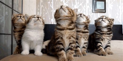 The 46 Cutest Cat GIFs Ever