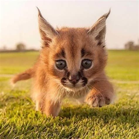 Meet The Caracals, Probably One Of The Cutest Cat Species Ever | Cute ...