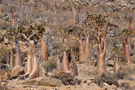 Bottle Trees, Socotra Island | Socotra, Weird trees, Bottle trees