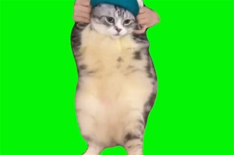 cat dancing on Girlfriend green screen Archives - Video Meme