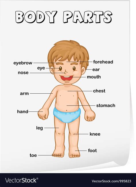 Body parts diagram poster Royalty Free Vector Image