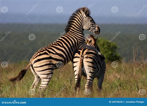 Zebra mating stock photo. Image of close, african, africa - 24078638