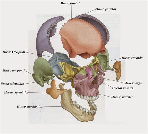 ANATOMÍA PARA ODONTOLOGOS: HUESOS DEL CRANEO