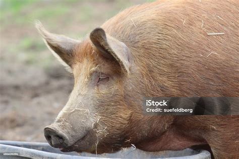 Tamworth Pig Stock Photo - Download Image Now - Adult, Agriculture ...