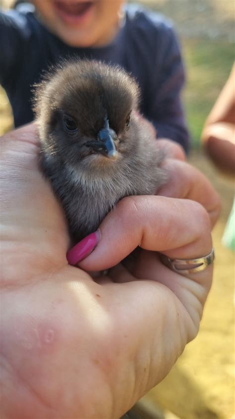 Animal Encounters - Hillside Farm