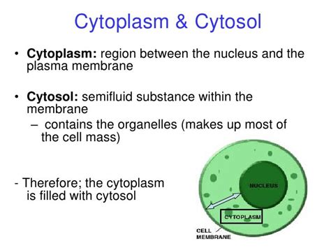 Bio003 part1 cell and dna