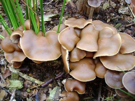 The UK Psilocybe ovoideocystidiata Thread - Mushroom Hunting and ...