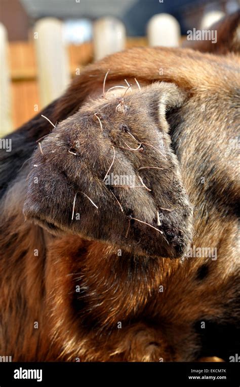 How To Treat Dog Ear Flap Hematoma