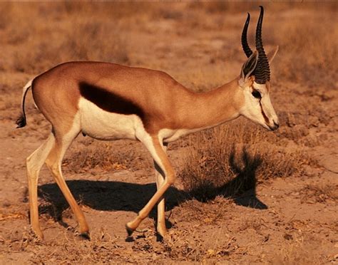 Springbok Animal