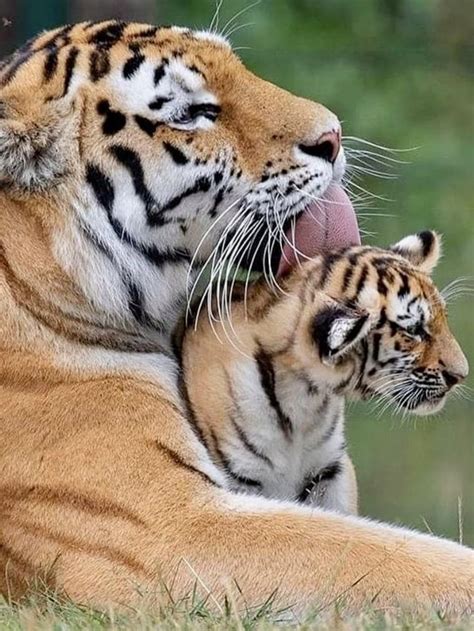 This Cute Mother Tiger And Her Cub 🐯 : r/CuteAnimalsTogether