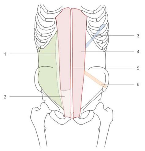 Linea semilunaris - DocCheck