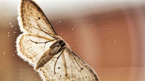 Scientists in wait for mysterious mega bogong moth annual migration ...