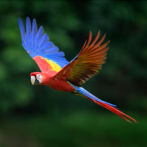 Scarlet Macaw • Facts • Rainforest Animals | Rainforest animals, Amazon ...