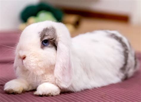 Mini Lop Rabbit | PetMD