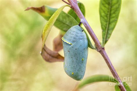 Queen butterfly in Chrysalis Photograph by Ruth Jolly