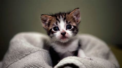 Tiny Brown Black White Cat Kitten On Cloth 4K HD Kitten Wallpapers | HD ...