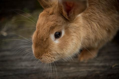 How to Care for Your Rabbit’s Teeth | FirstVet