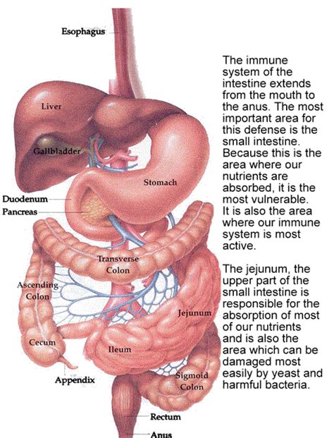 Gi Tract Anatomy - Anatomical Charts & Posters