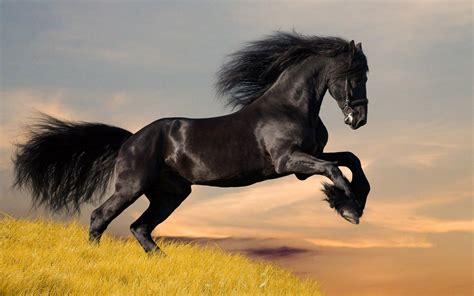 Beautiful Horses Running Wild Wallpapers - Top Free Beautiful Horses ...