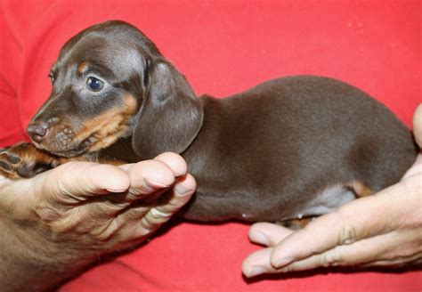 Dachshund Puppies For Sale | Castle Rock, CO #282093