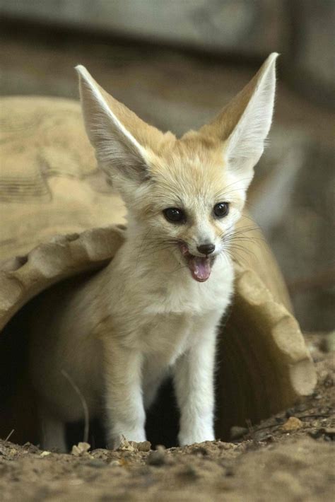 30+ Baby Fennec Fox Pet You Must Know - Baby Eye Color At 2 Months