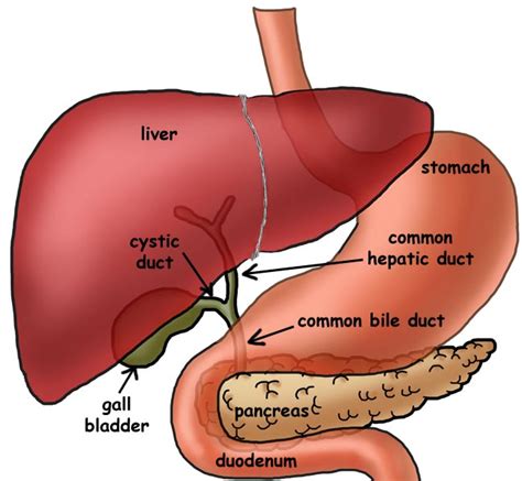 Liver Gallbladder And Pancreas Diagram