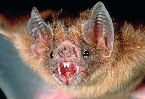 Vampire Bats Now Feasting On Humans | Spurzine