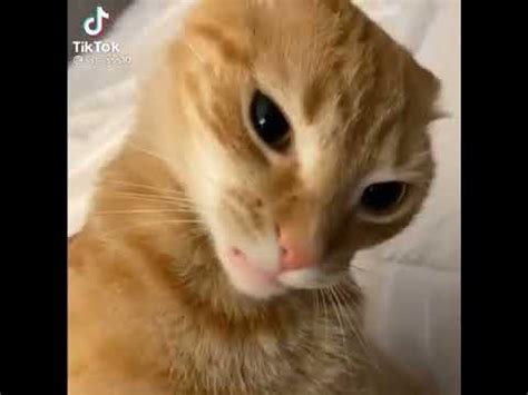 Sus cat🤨🤨 - YouTube