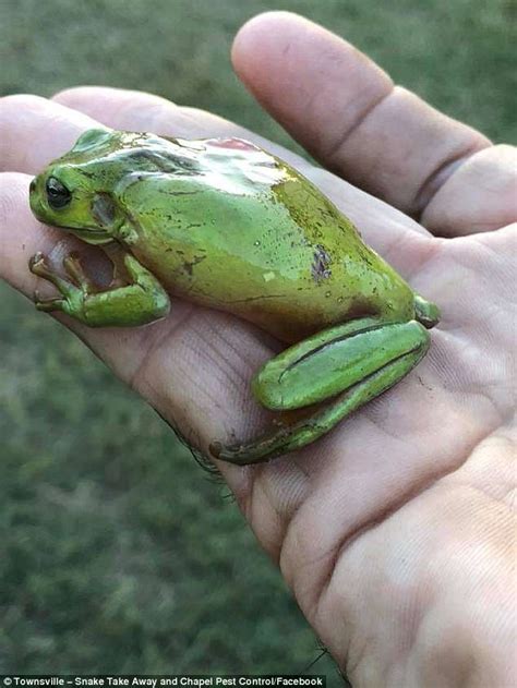 Queensland man revives frog after it is regurgitated by a snake | Daily ...