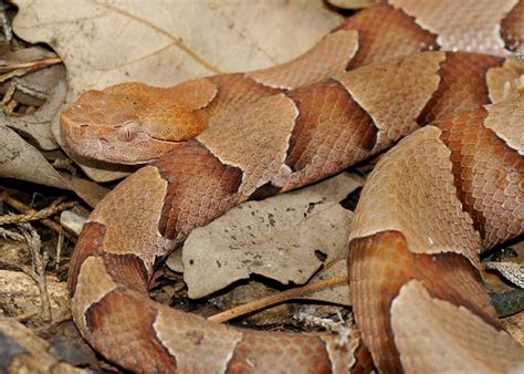 What To Do For A Copperhead Snake Bite - Snake Poin