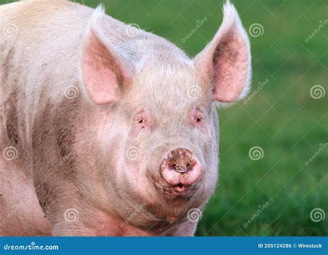 Pig Nose Ring Stock Photos - Free & Royalty-Free Stock Photos from ...