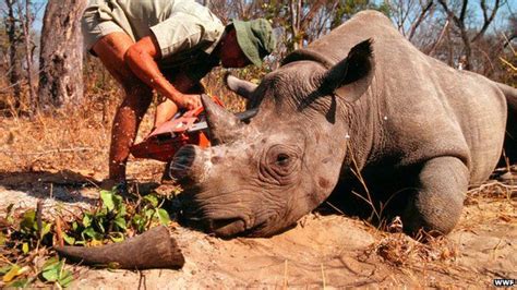 Rhino Horn Poaching