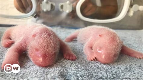 Twin giant panda cubs born at China research center – DW – 08/24/2022