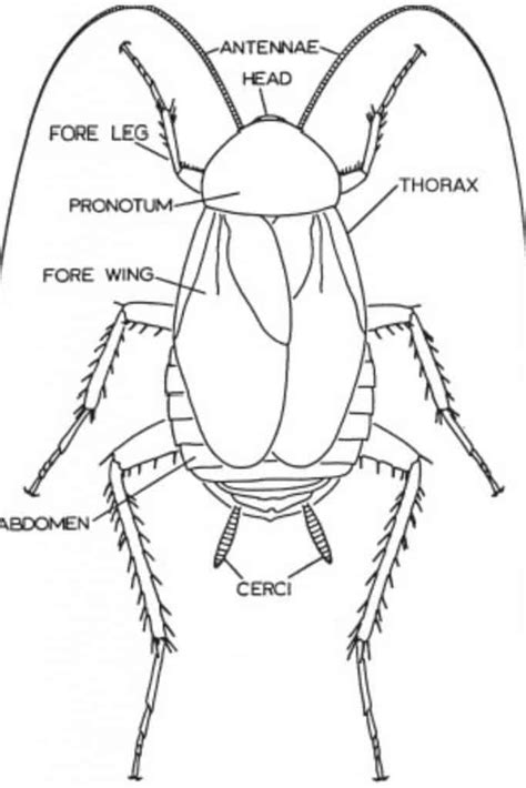 Cockroaches