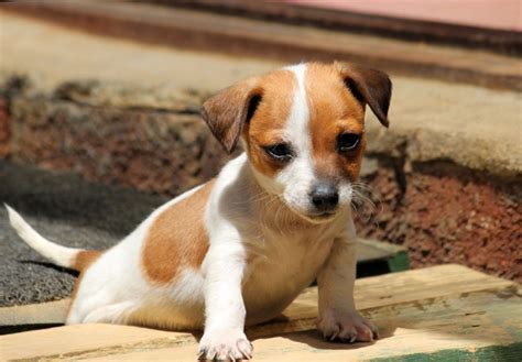 What Are Terrier Mixed Breed Dogs